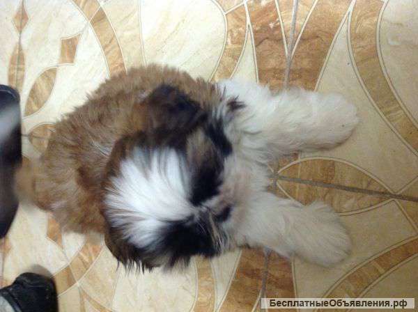 Очаровательный щенок ши-тцу