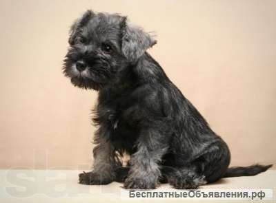 Щенков Цвергшнауцера перец с сольюэ