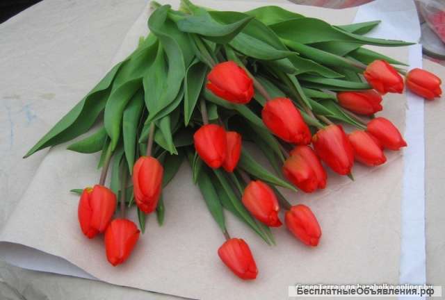 Тюльпаны на букет