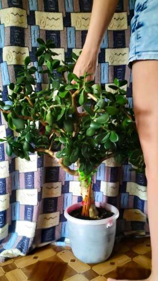 Денежное дерево КРАССУЛА