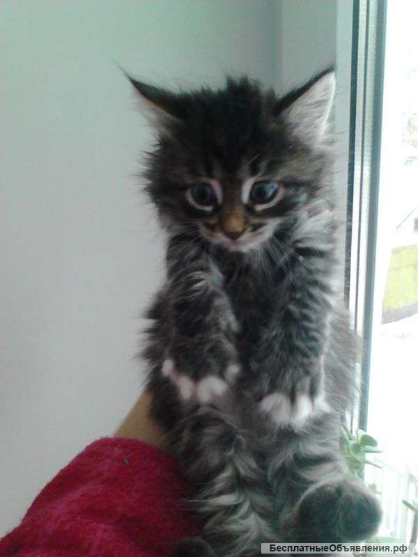 Котята