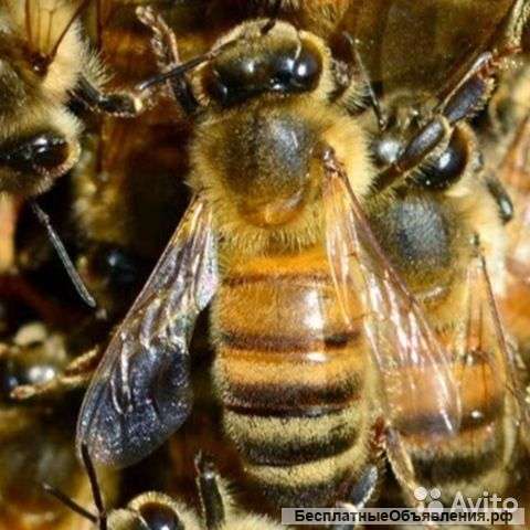 Пакеты пчёл порода карника