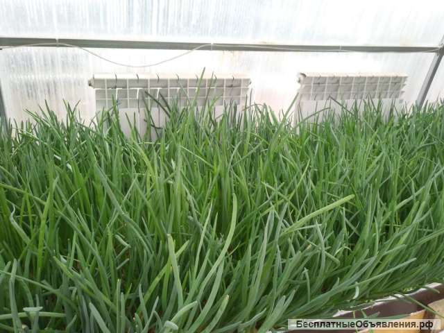 Зеленый лук (перо)