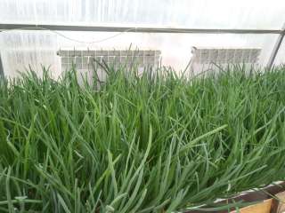 Зеленый лук (перо)