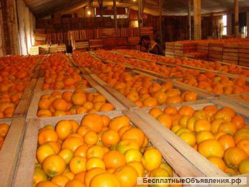Мандарины абхазские оптом. Урожай 2014 г.