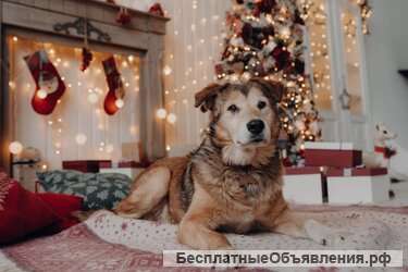 Красавец Рейс ищет дом