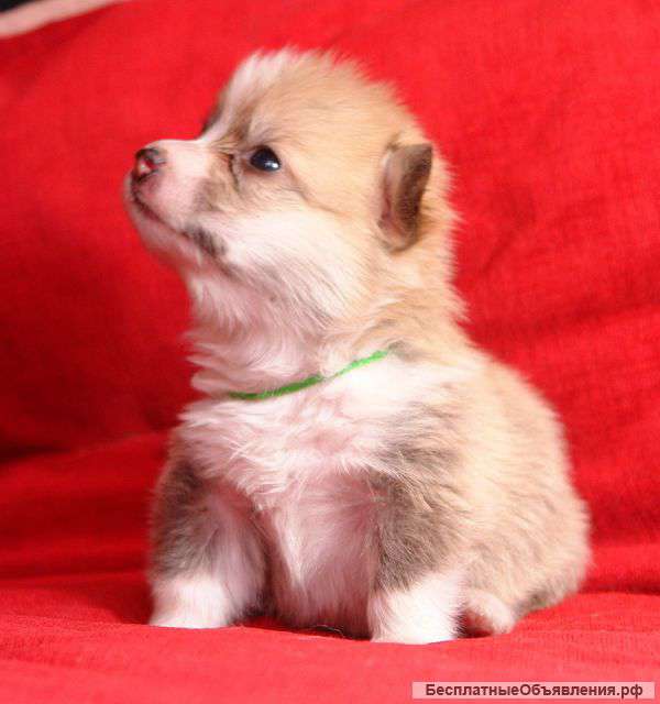 Щенки вельш корги пемброк от шикарной пары