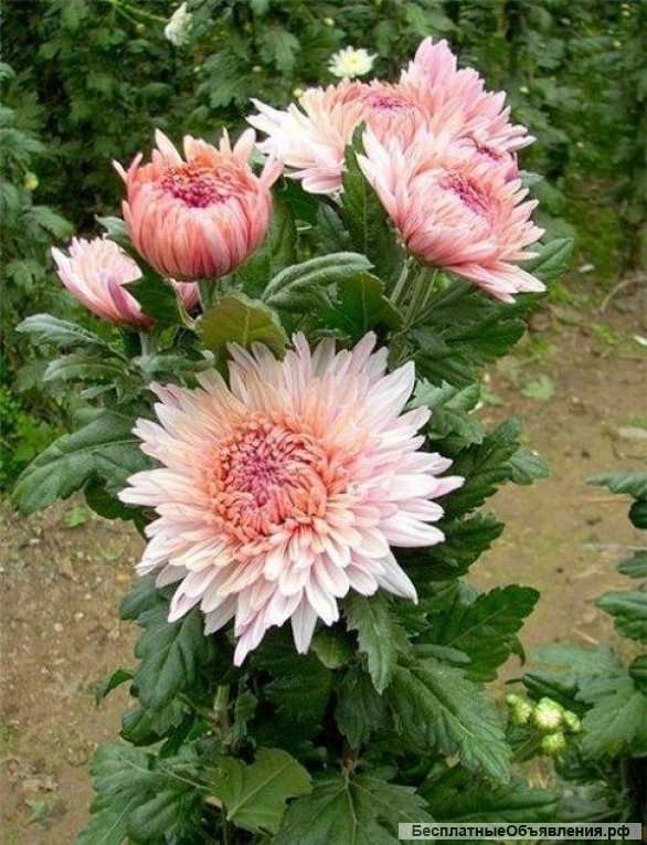 Хризантема куст. 6 сортов