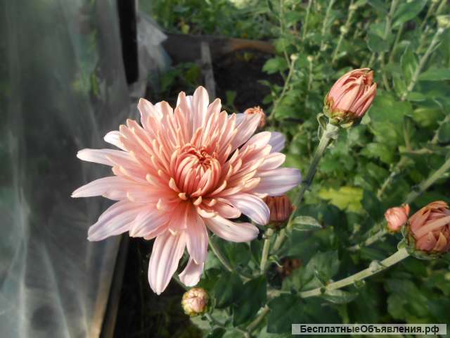 Хризантема куст. 4 сорта