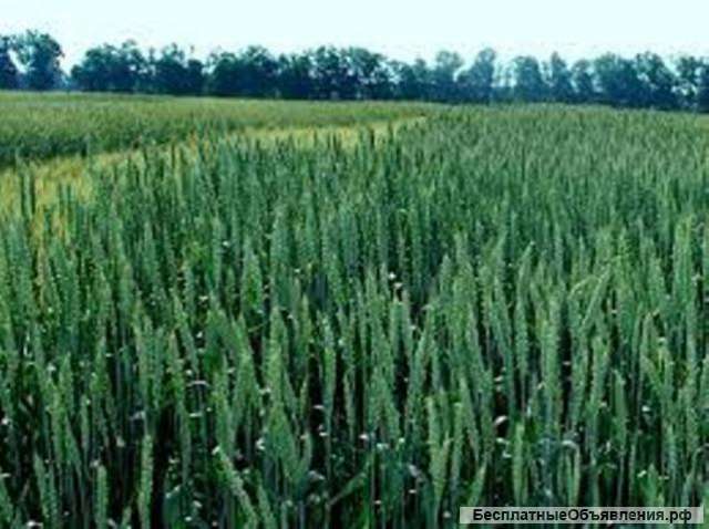 Земельный участок 5.5 гектар, р-он г. Армянск.