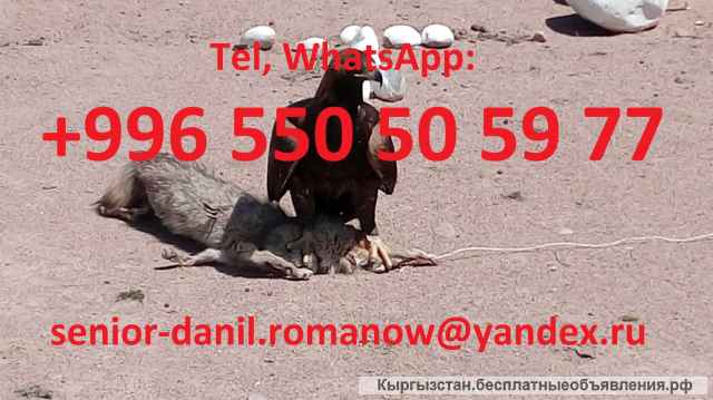 Guide, chauffeur au Kyrgyzstan, tourism, voyages, excursions, balades aux montagnes