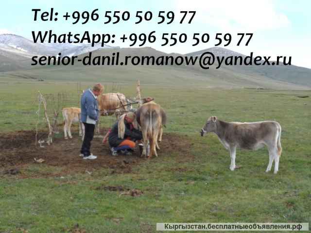 Travel in Kyrgyzstan, tourism, excursions, guide, hiking in mountains, driver