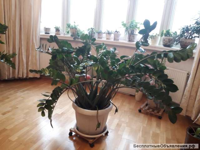 Замиокулькас