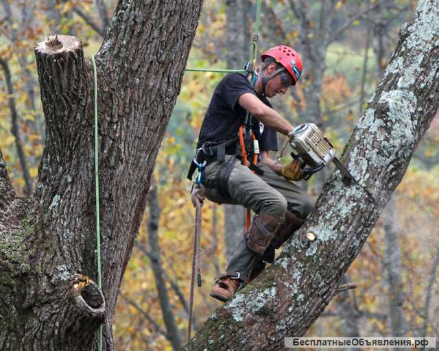 Расчистка участков, Валка деревьев