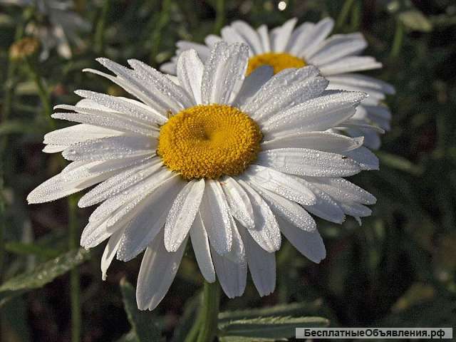 Ромашка