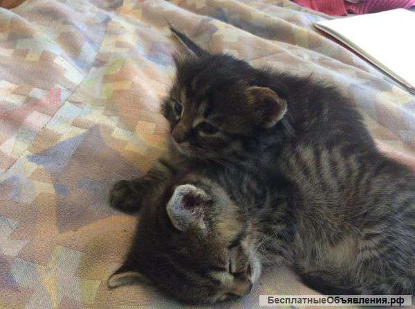 Европейские короткошерстные