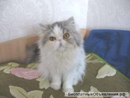 Кот и кошка персидские