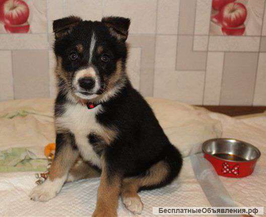 Отдам щенка в добрые руки ( в дар)