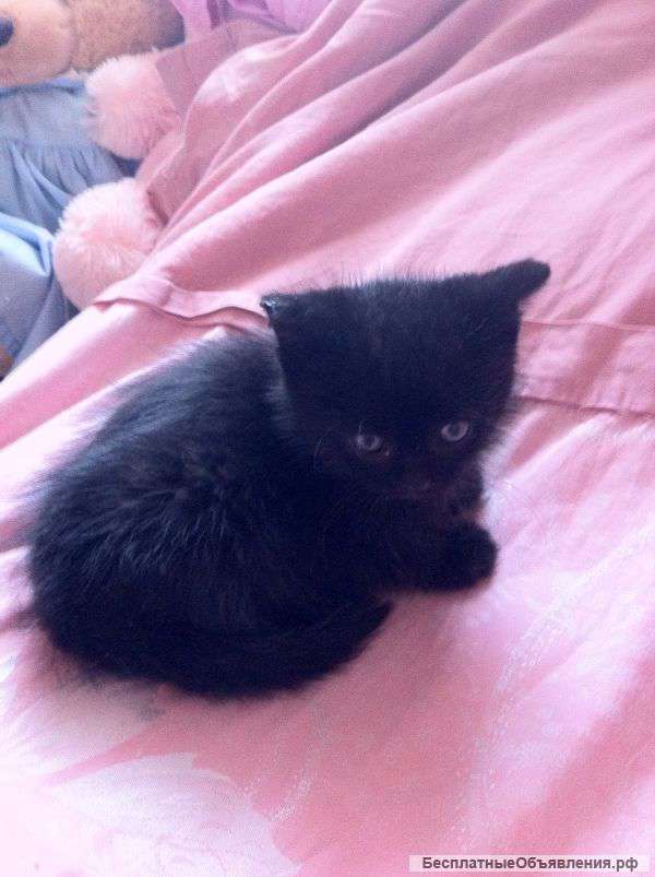 Котенок