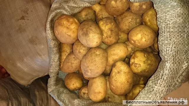 Картофель