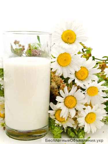 Тибетский молочный гриб. Украина