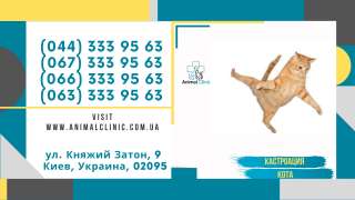 Прием ветеринара