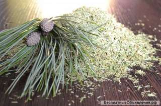 Кедровый чай