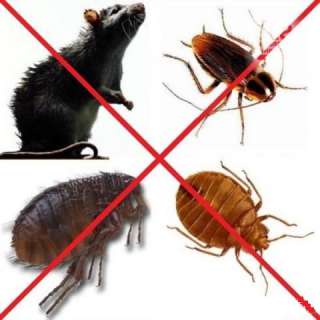 Уничтожение тараканов, блох, клопов, мышей и крыс