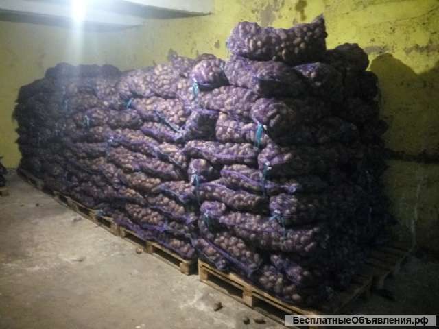 Переборка картофеля