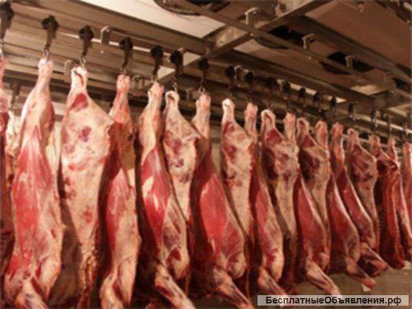 Оптом, на постоянной основе, закупаем мясо сырье