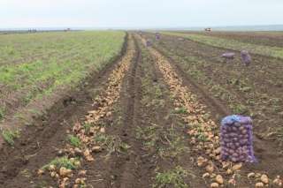 Картофель оптом в Краснодарском крае. молодой картофель оптом Краснодар