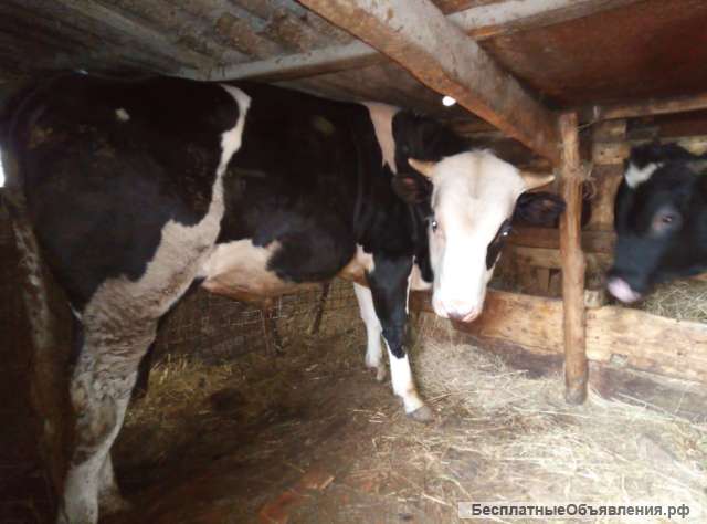 Коров быков