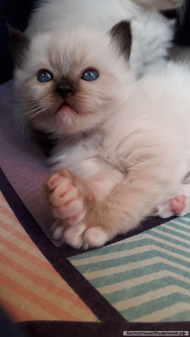 Рэгдолл котята