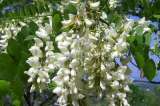 Саженцы от питомника “Биолокус” - ваш плодоносящий сад, тенистый парк, цветущие клумбы и газоны