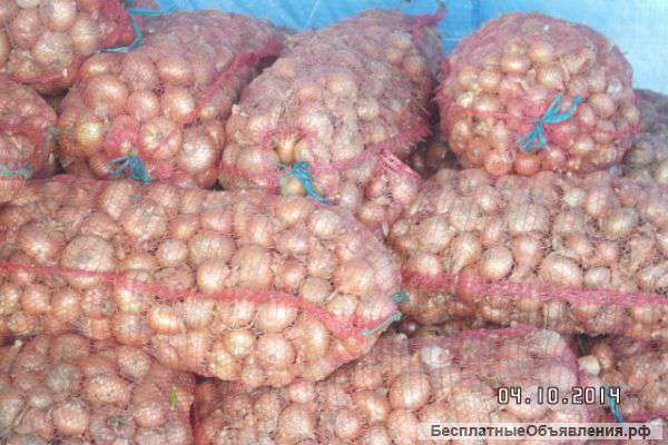 Покупаю качественный многозачатковый лук