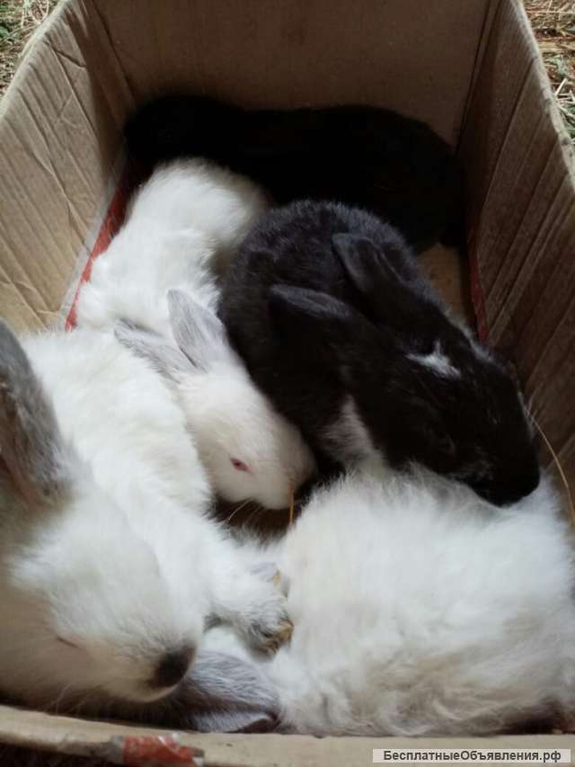 Кролики на откорм