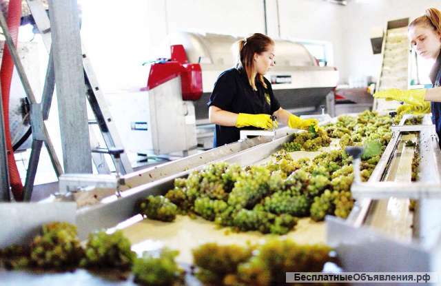 Линия переработки виноградной выжимки