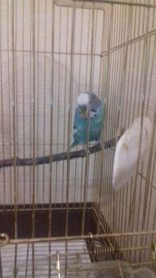 Гостиница для всех видов птиц