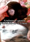 Клеймение щенков, собак всех пород с выездом на дом