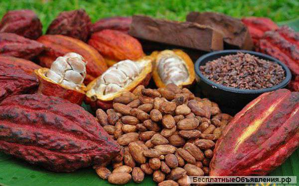 Отборные сырые какао бобы