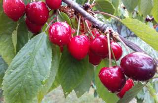 Черешня с дачного участка, красная, крупная, сладкая