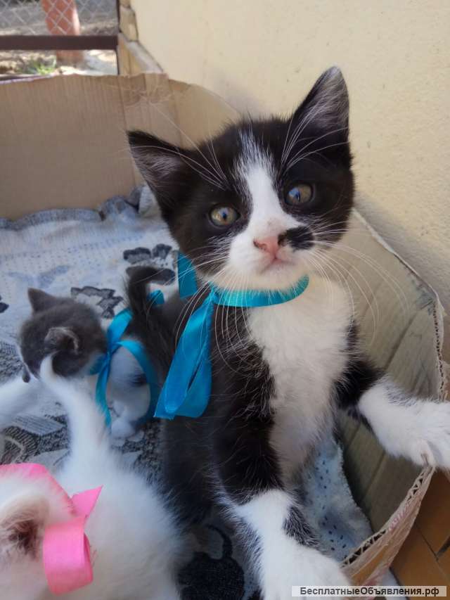 Отдам котенка