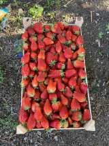 Сезонные фрукты ягоды овощи