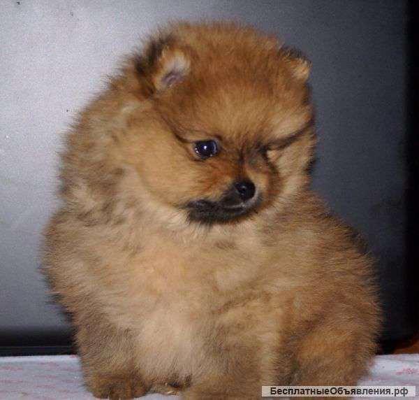 Шпиц померанский