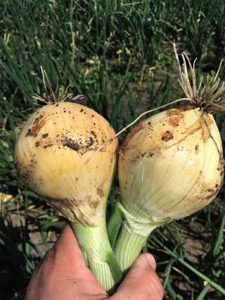 Лук оптом со склада фермерского хозяйства