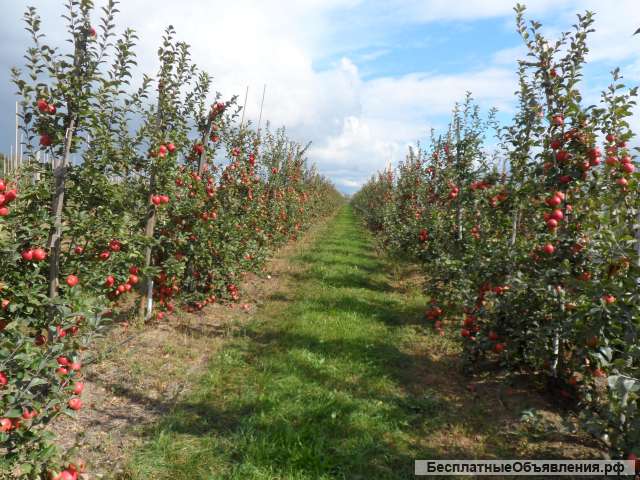 Прибыльное садоводческое хозяйство в Беларуси
