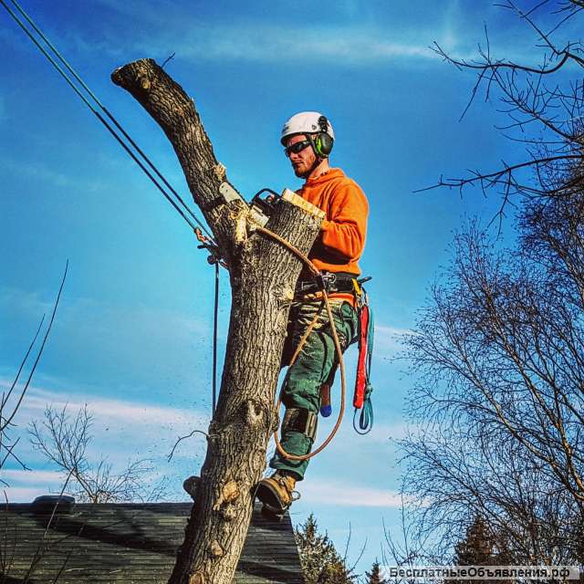 Валка деревьев