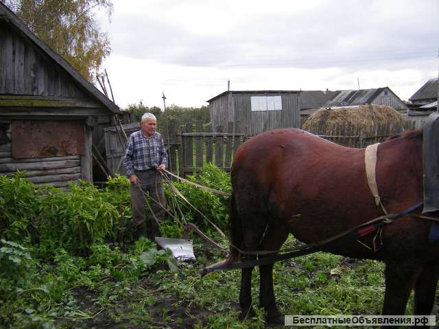 Отдам в аренду