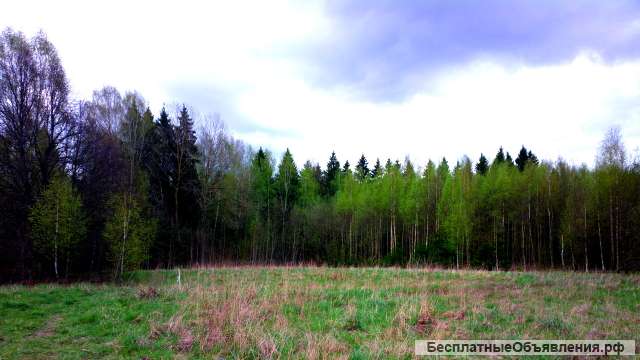 Участок 22 соток, ИЖС, коммуникации, со своим еловым лесом