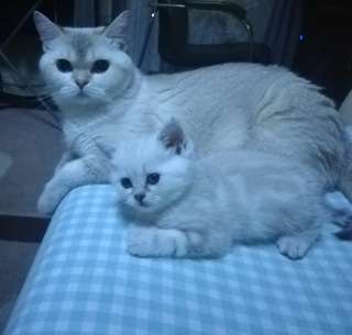 Котенок (чистокровная шотландская девочка)